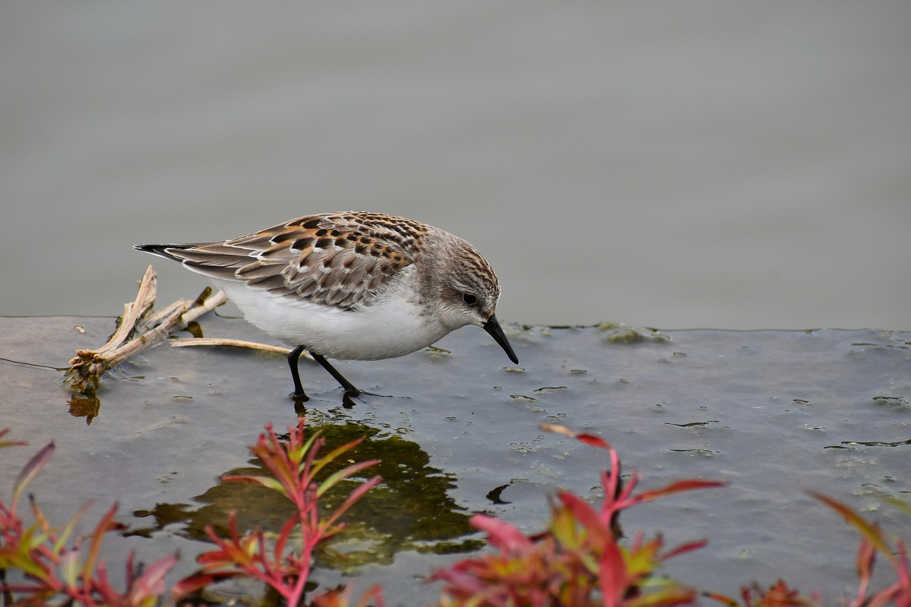 animal  river  waterside free photo