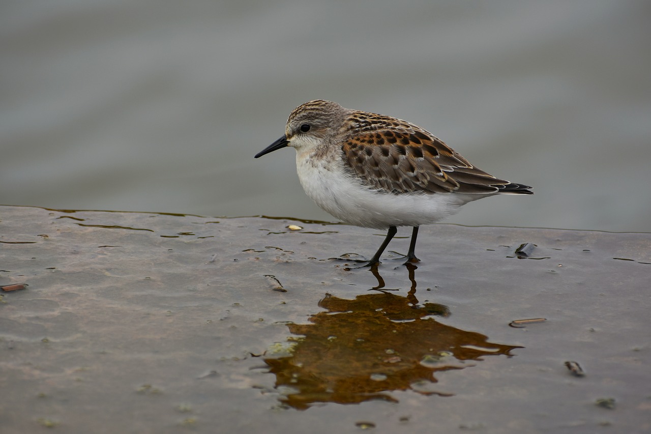 animal  river  waterside free photo