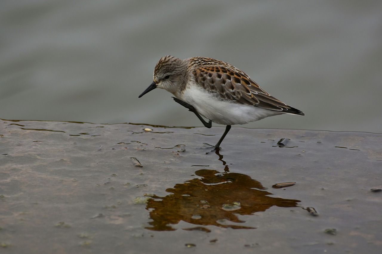 animal  river  waterside free photo