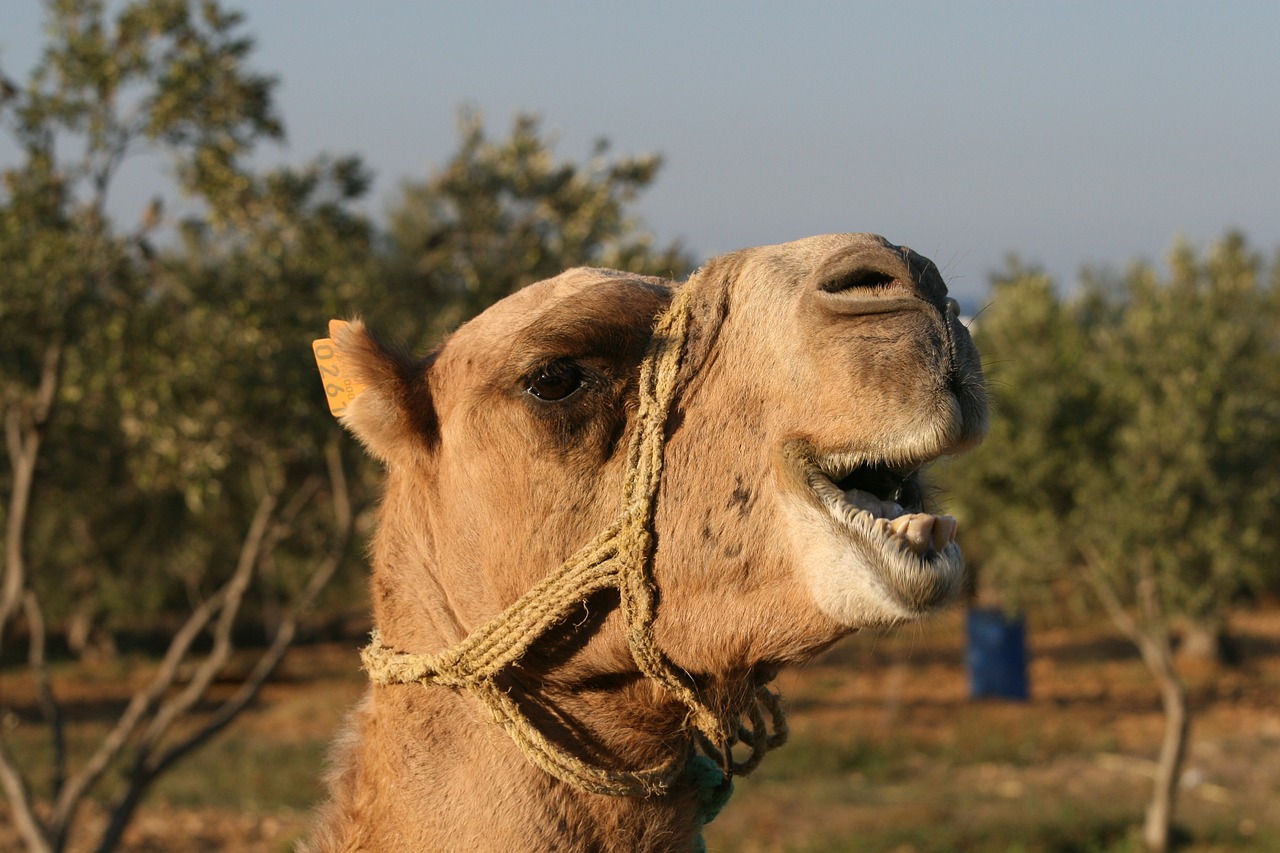 animal camel close-up free photo