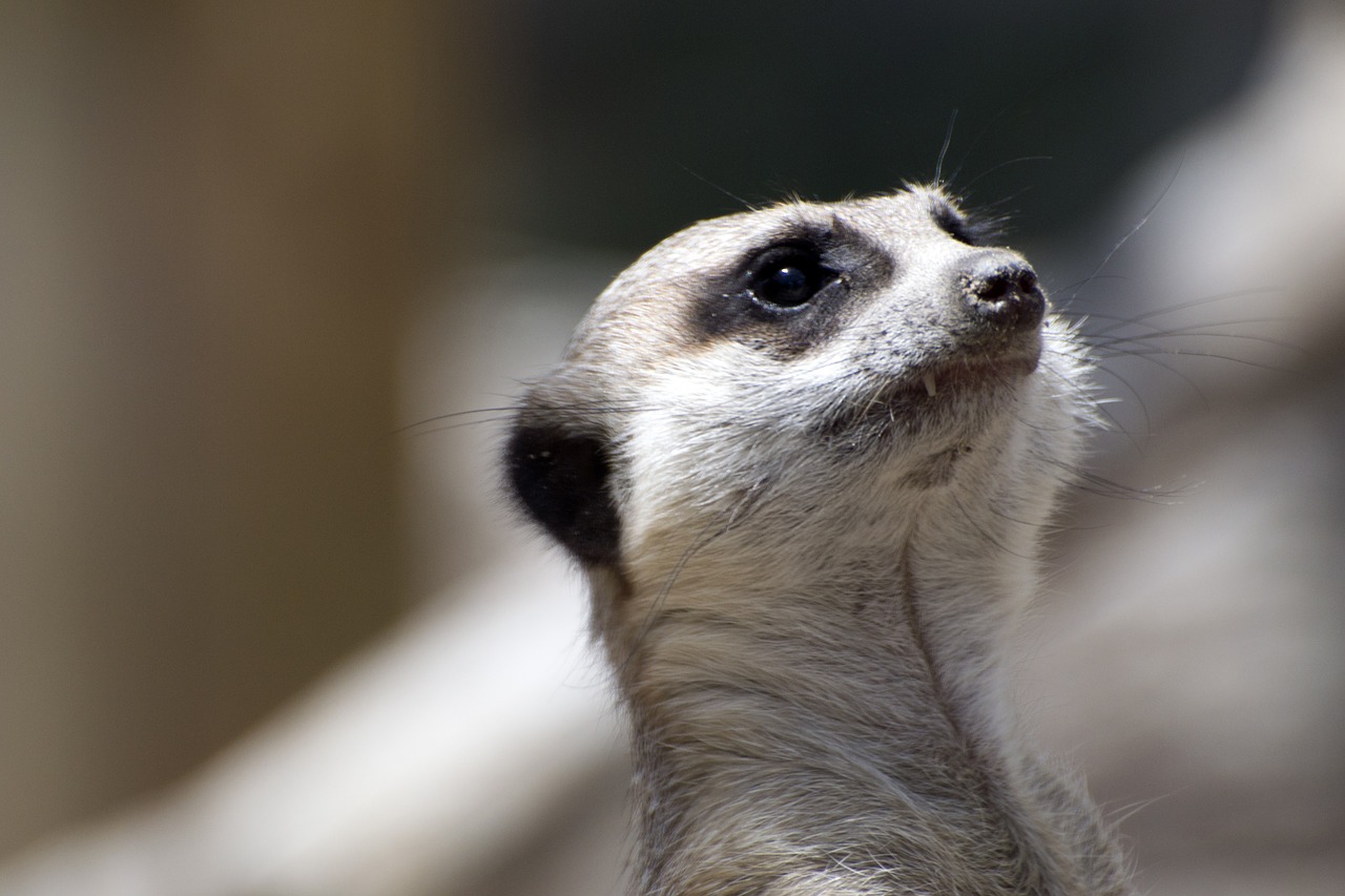 animal  meerkat  mammal free photo