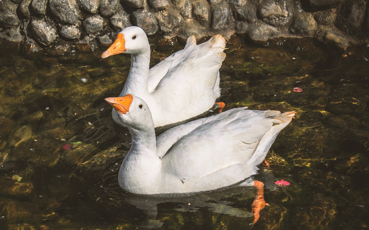 animal  animal photography  duck free photo