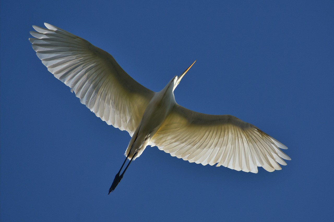 animal  sky  bird free photo