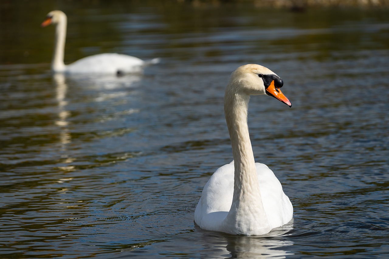 animal  bird  swan free photo