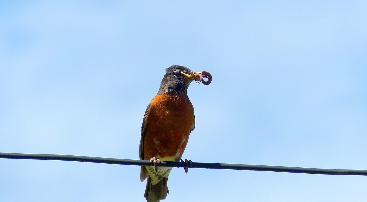 animal bird robin free photo