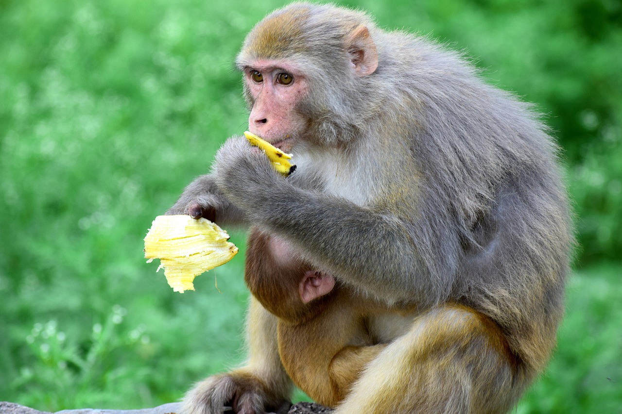 animal  monkey  portrait free photo