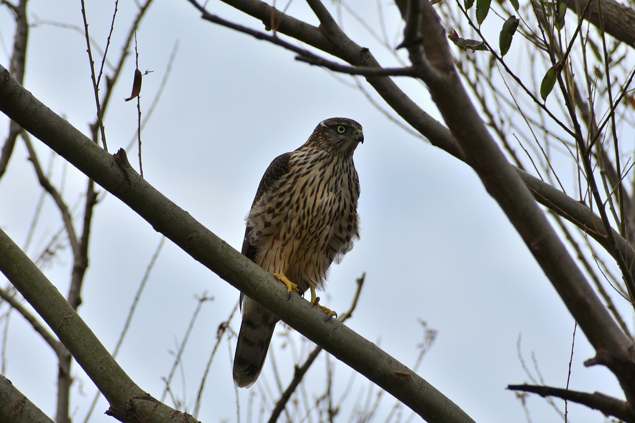 animal  wood  bird free photo