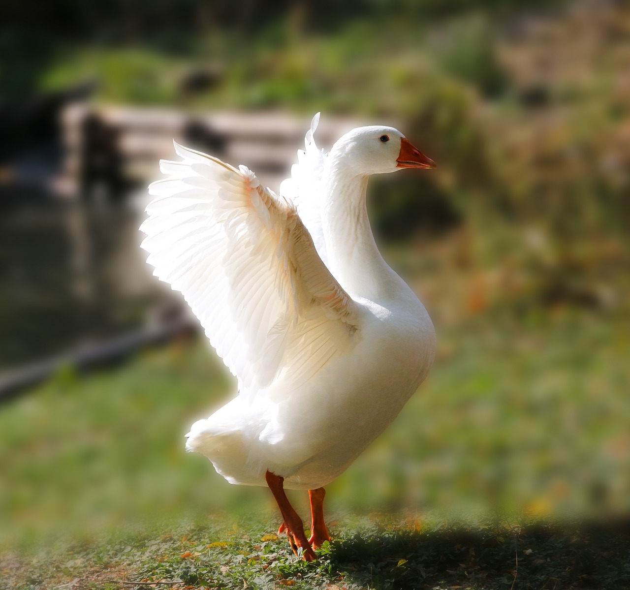 animal  bird  goose free photo