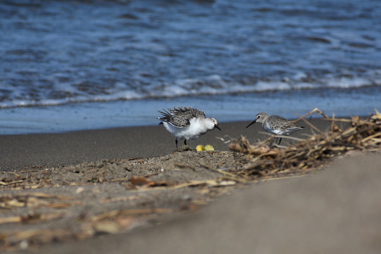 animal  sea  beach free photo