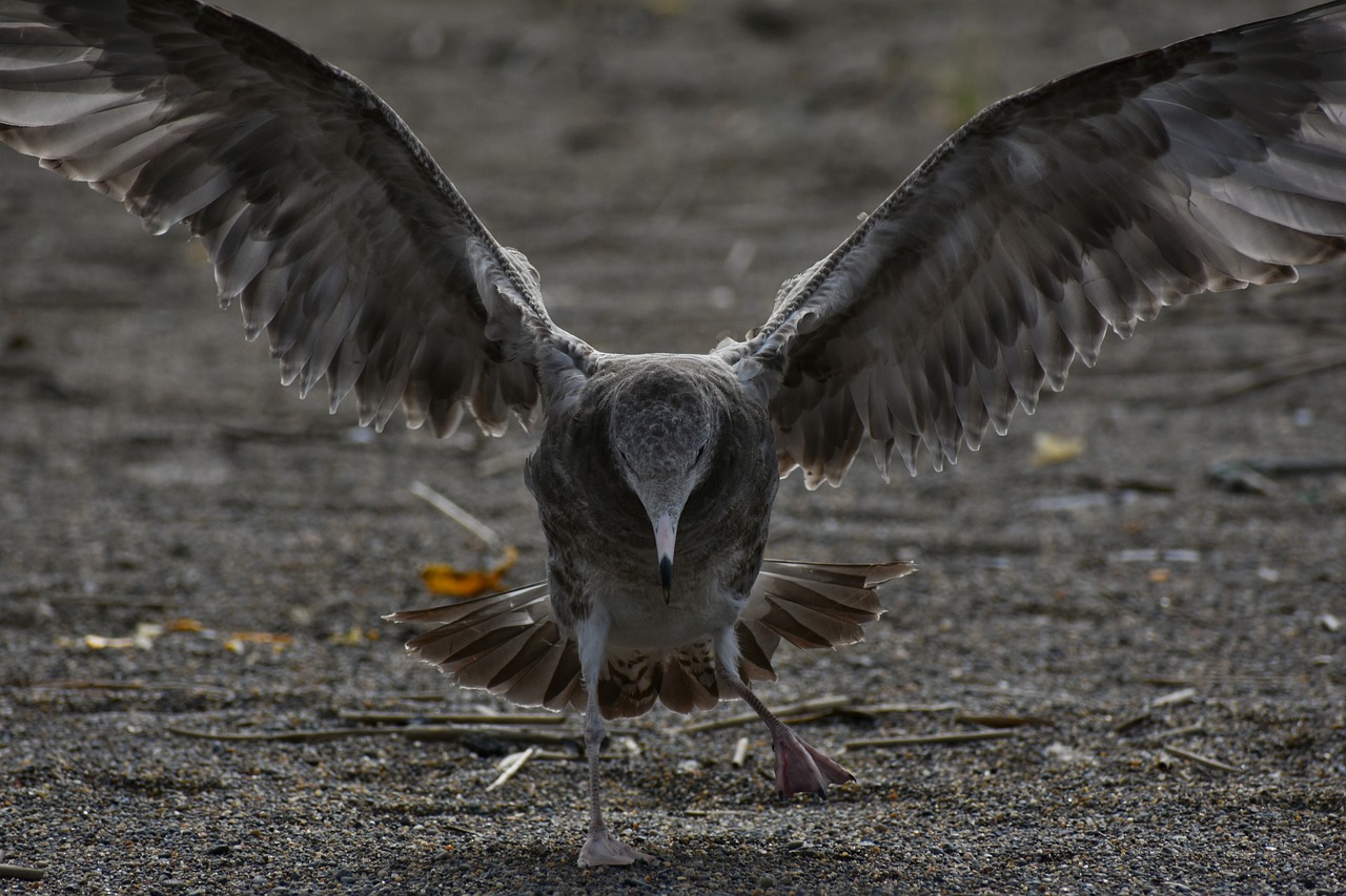 animal  sea  beach free photo