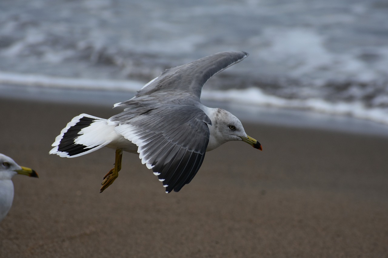 animal  sea  beach free photo