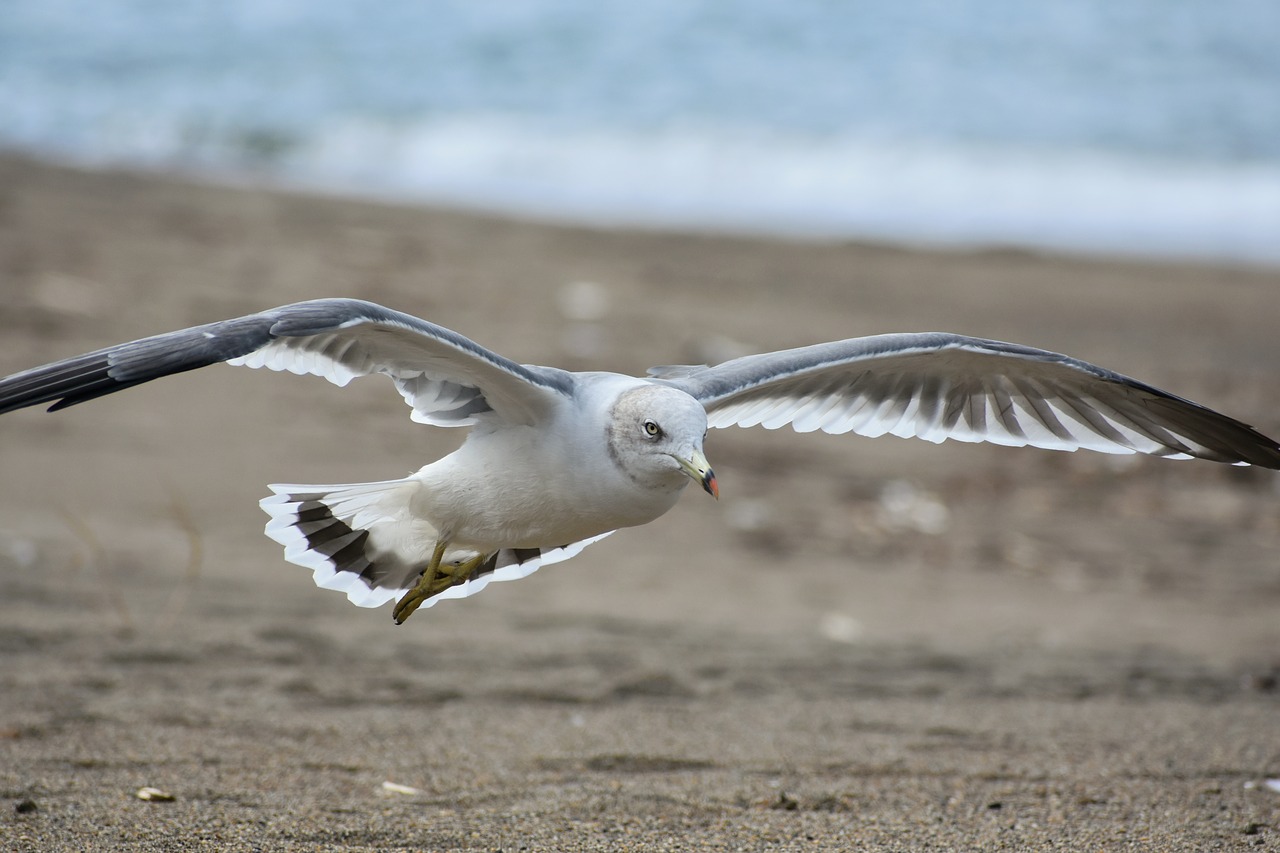 animal  sea  beach free photo