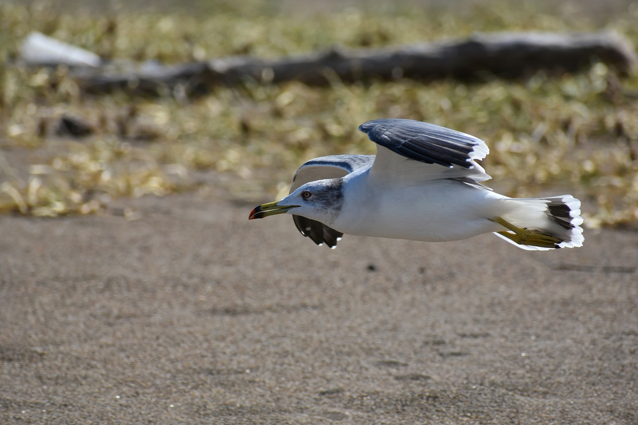 animal  sea  beach free photo