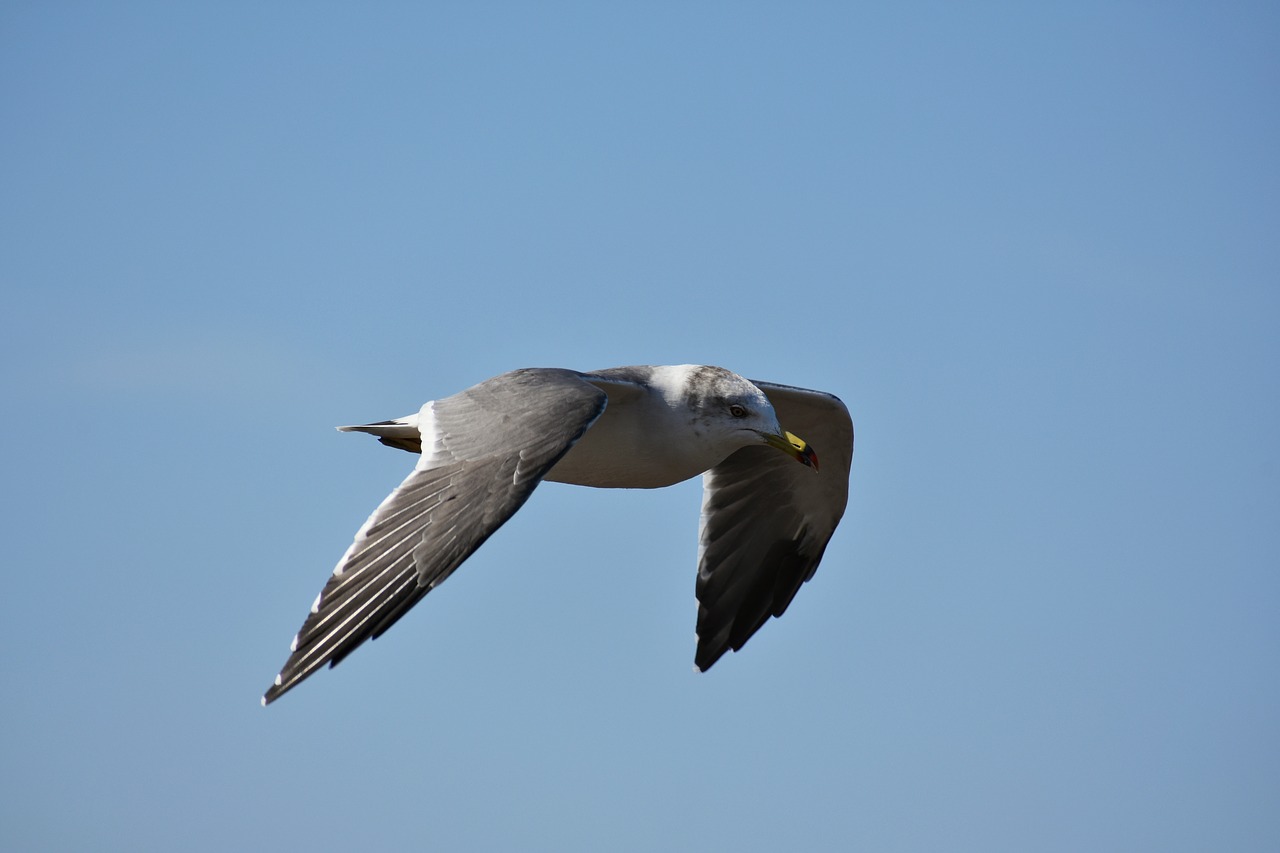 animal  sky  bird free photo