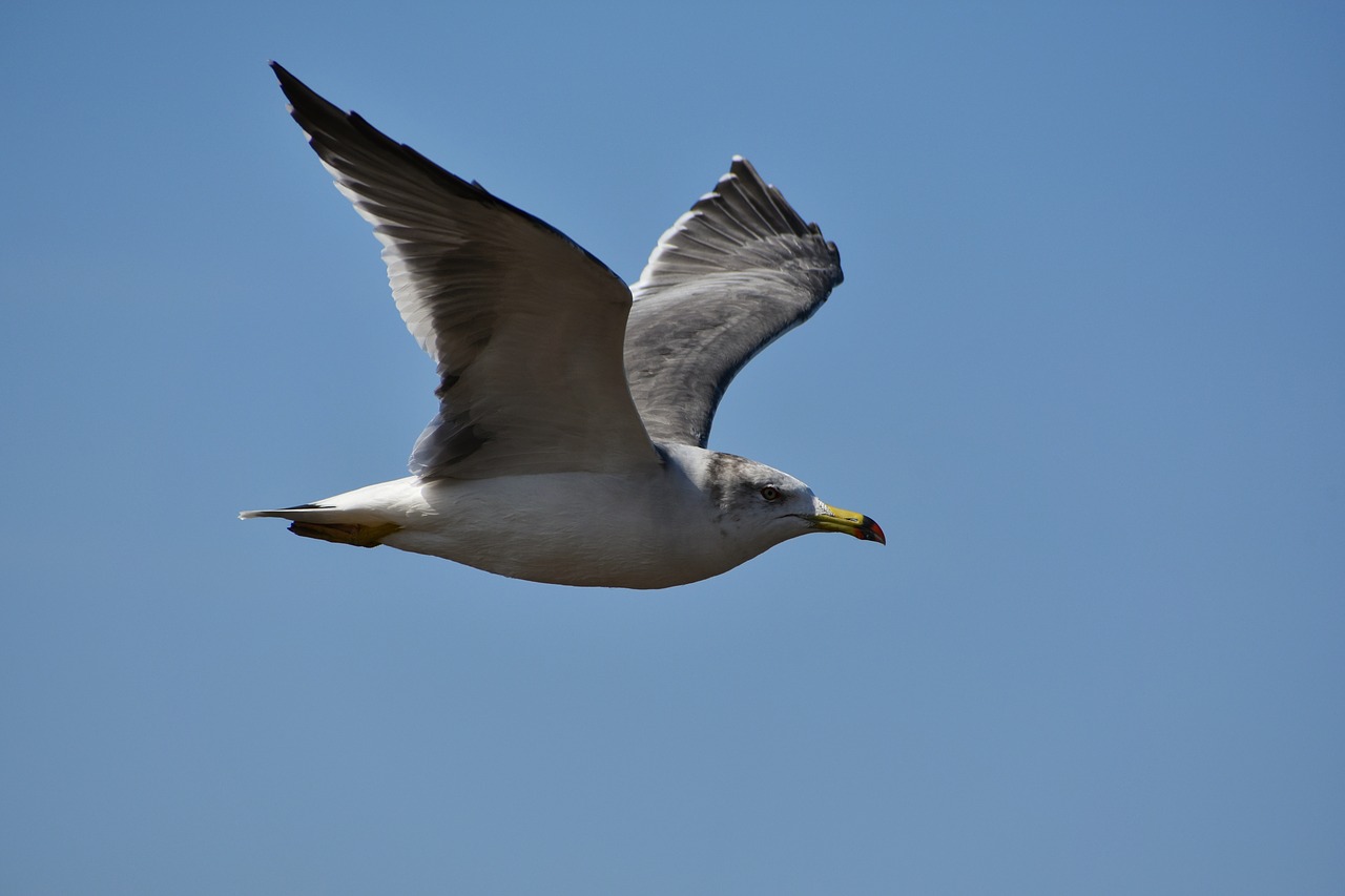 animal  sky  bird free photo