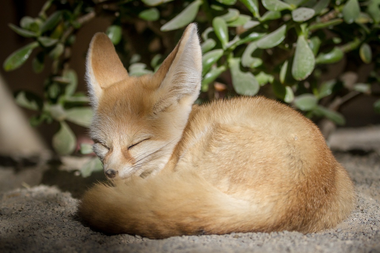 animal  fox  mammals free photo