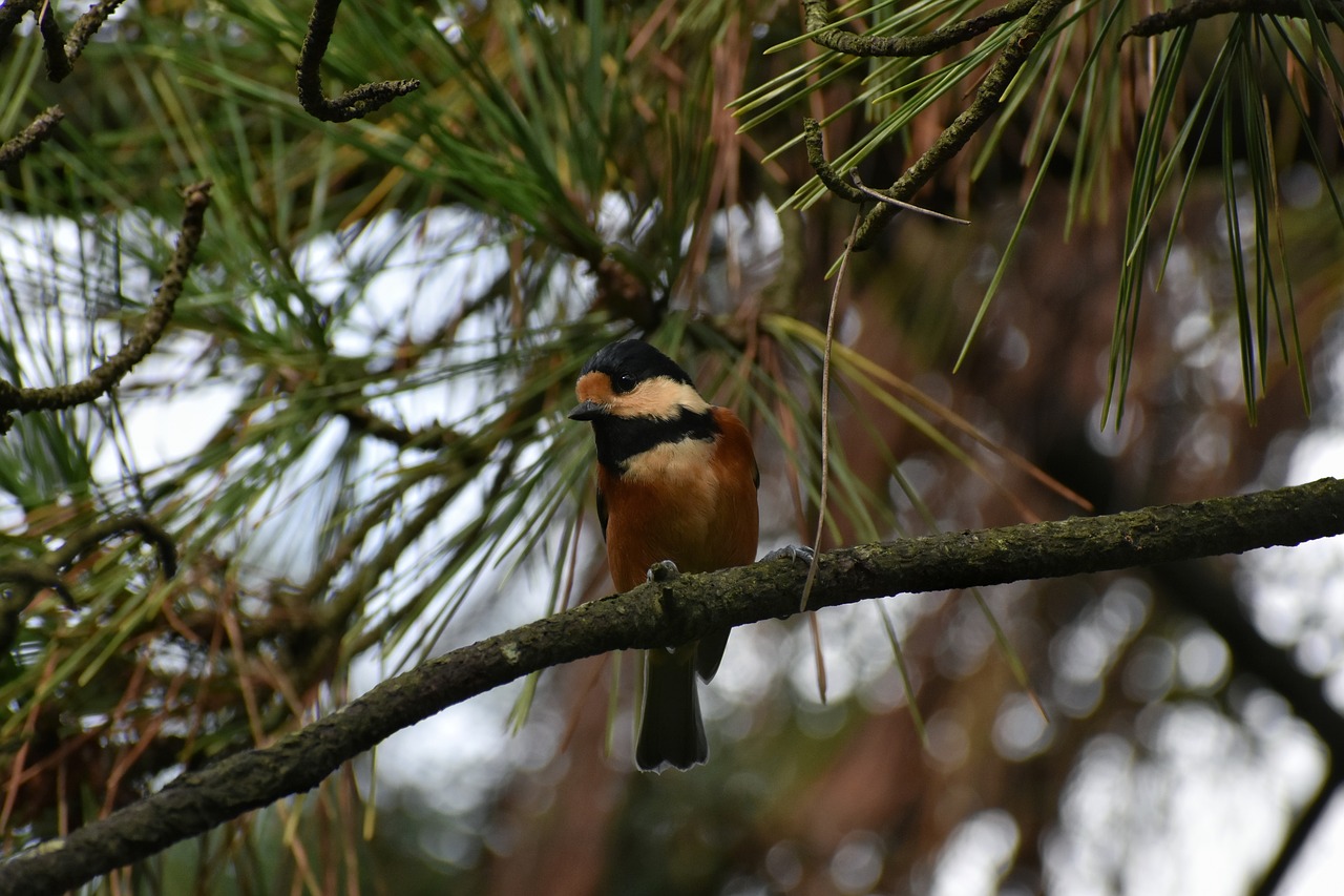 animal  forest  bird free photo