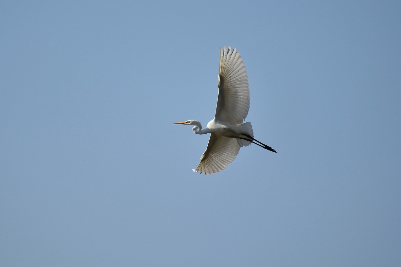 animal  sky  bird free photo