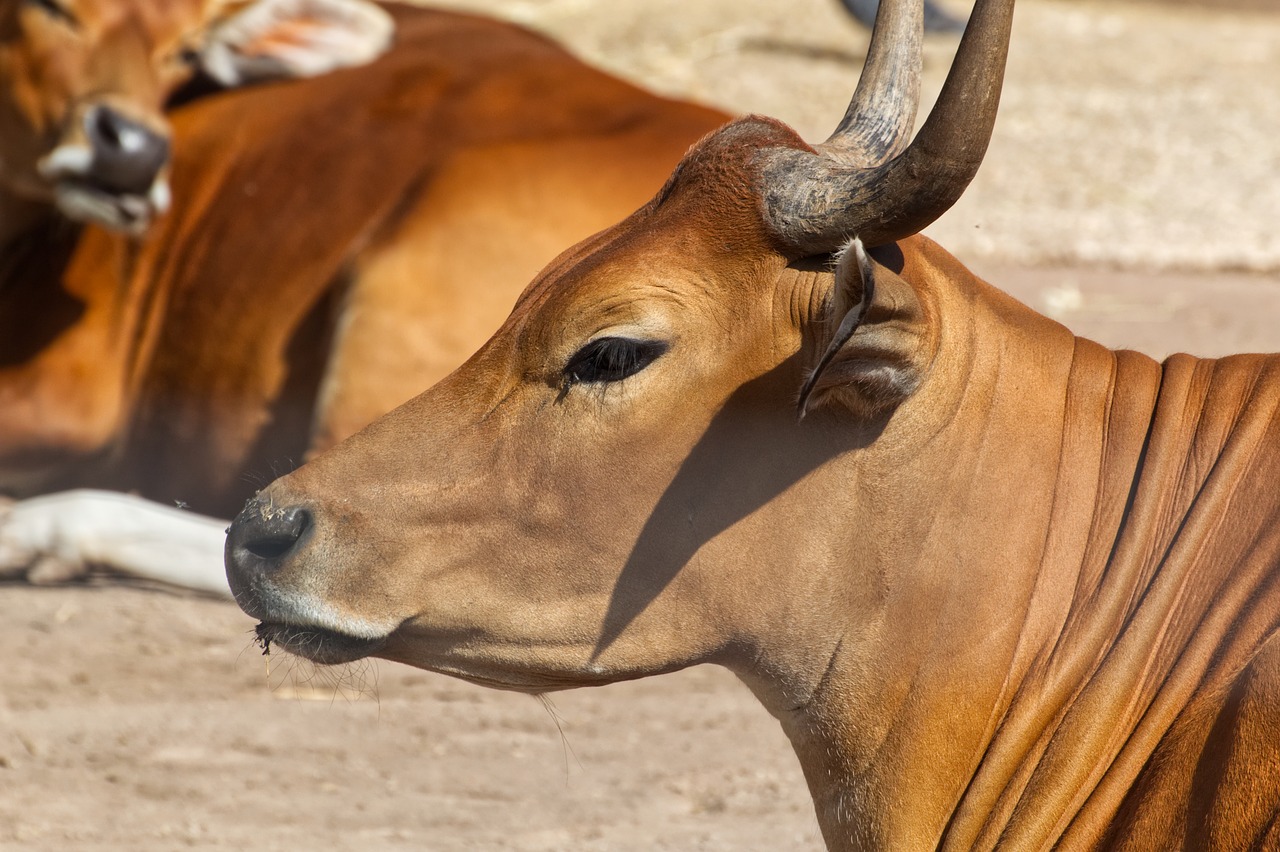 animal  brown  buffalo free photo