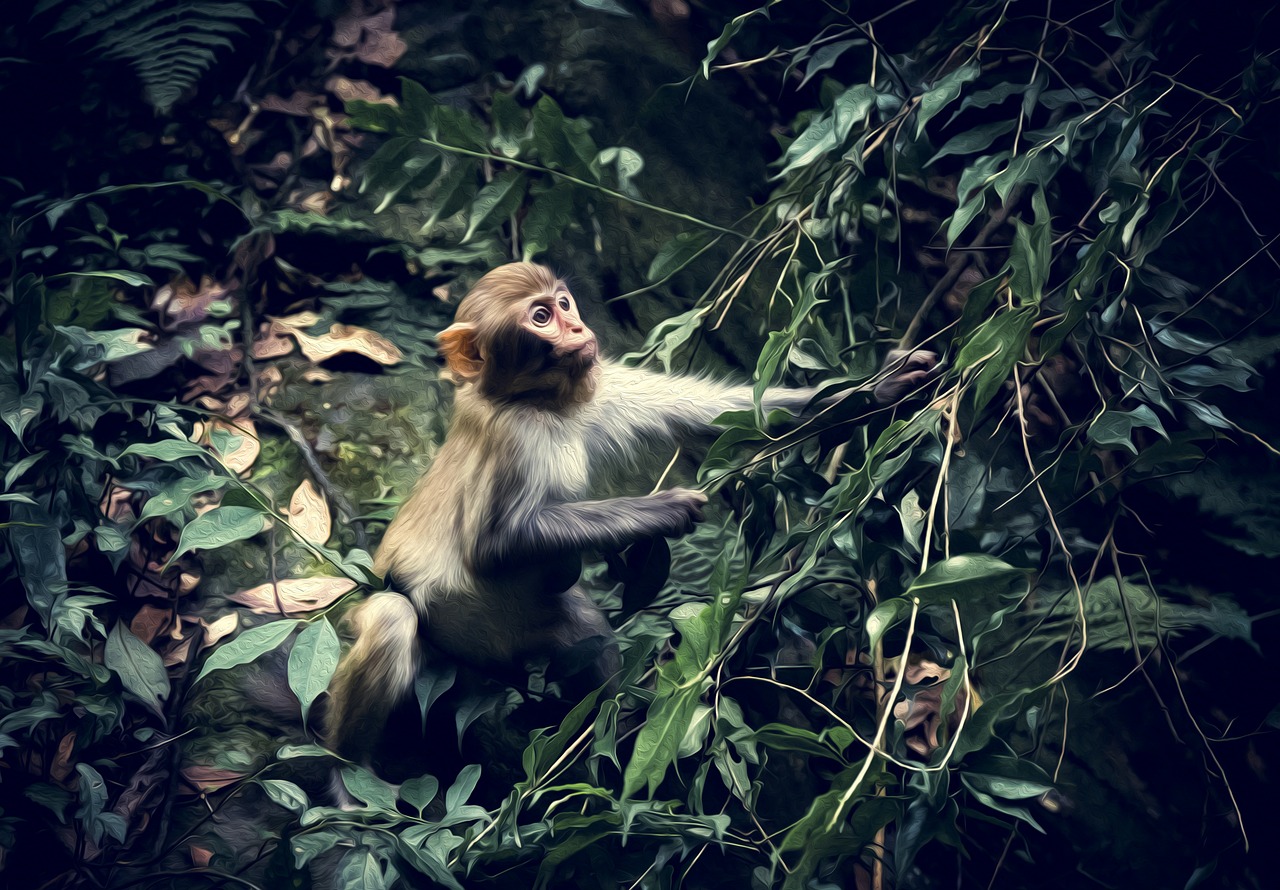 animal  monkey  woods free photo