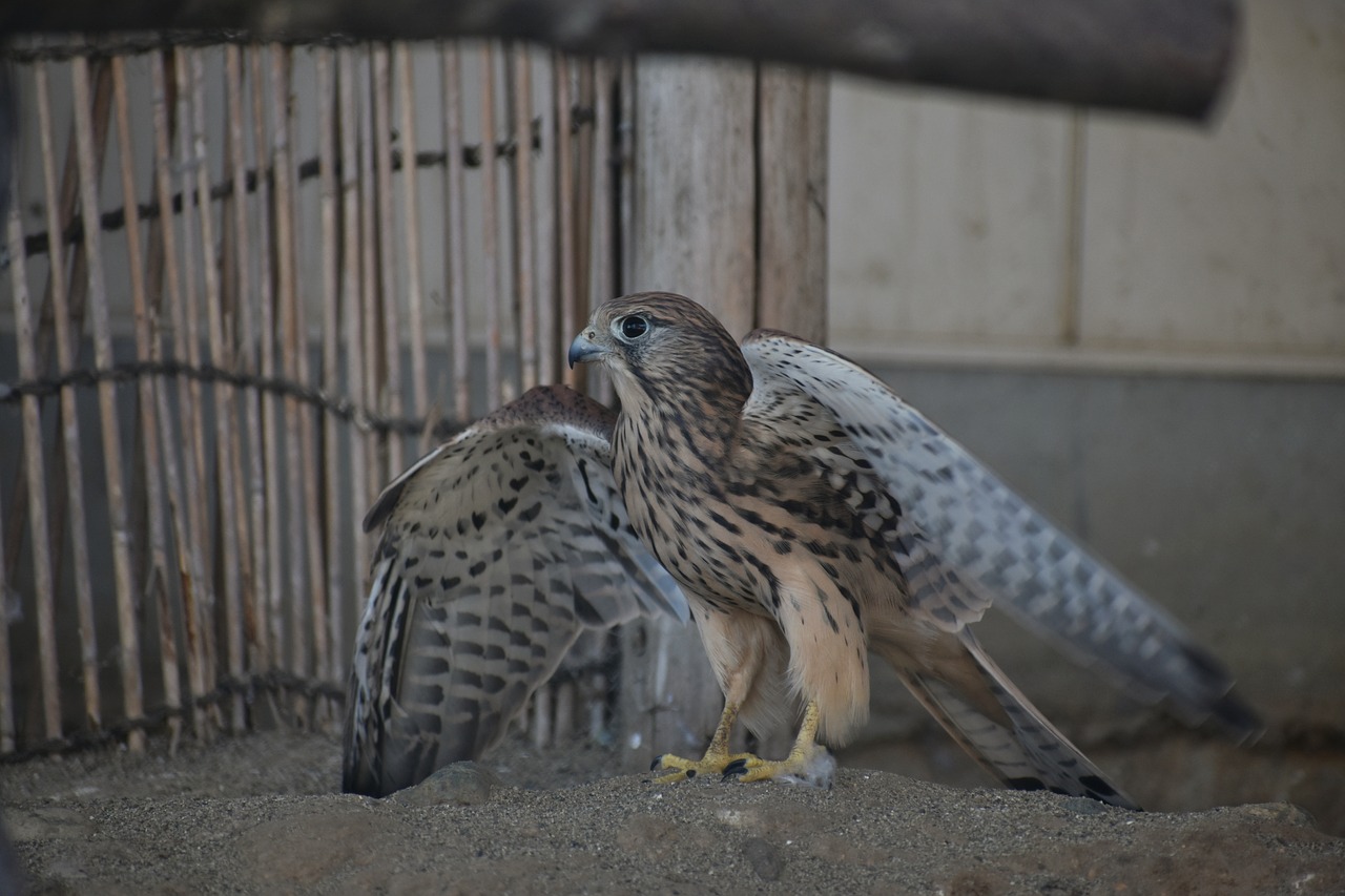 animal  bird  wild birds free photo