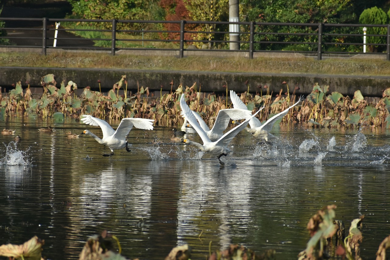 animal  lake  waterside free photo