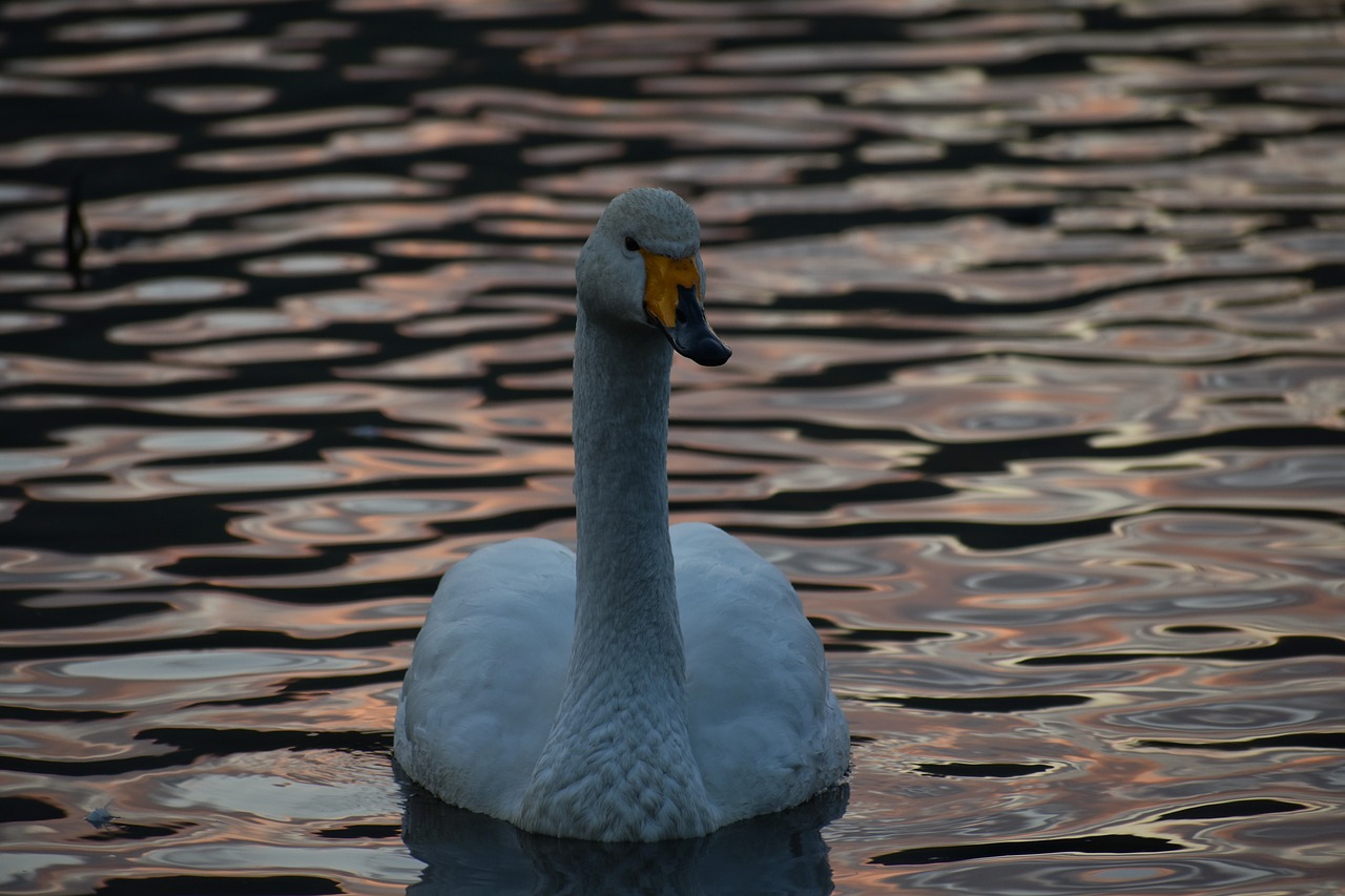 animal  lake  waterside free photo