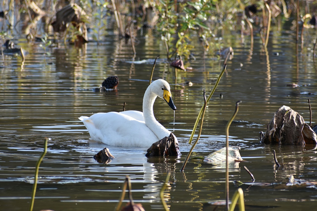 animal  lake  waterside free photo