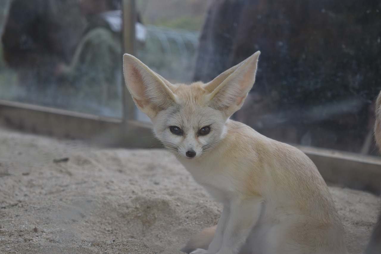 animal  desert fox  zoo free photo