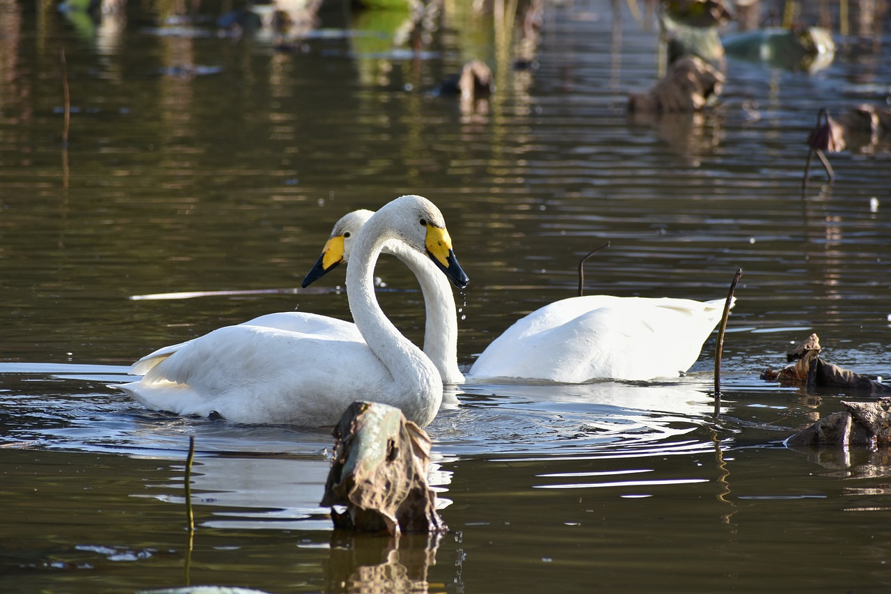 animal  lake  waterside free photo