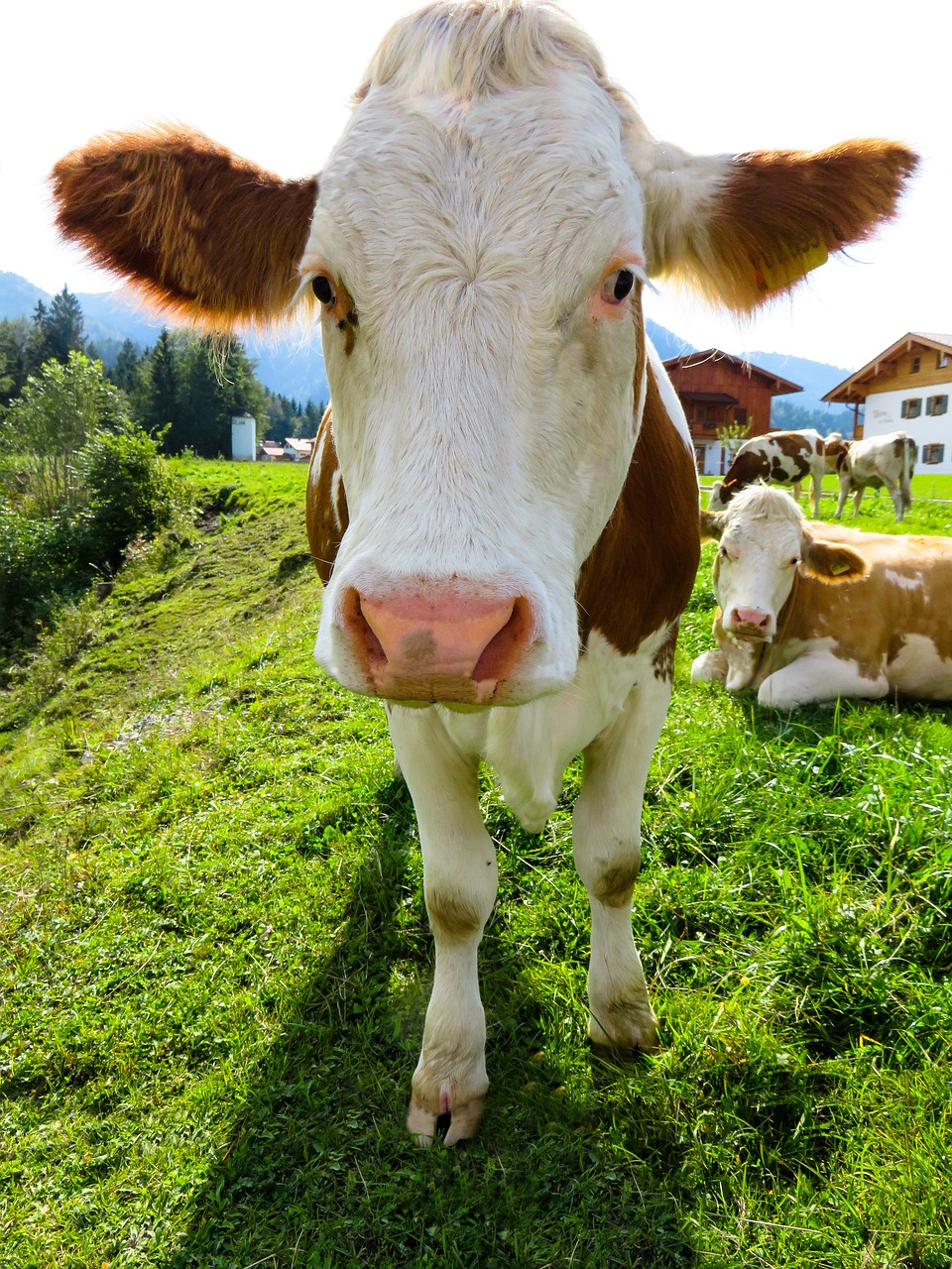 animal  cow  cattle free photo
