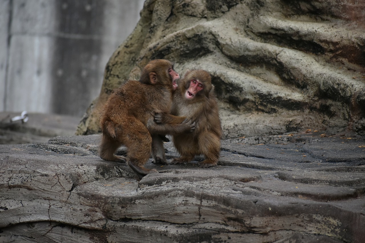 animal  monkey  baby japanese macaque eating leaves free photo