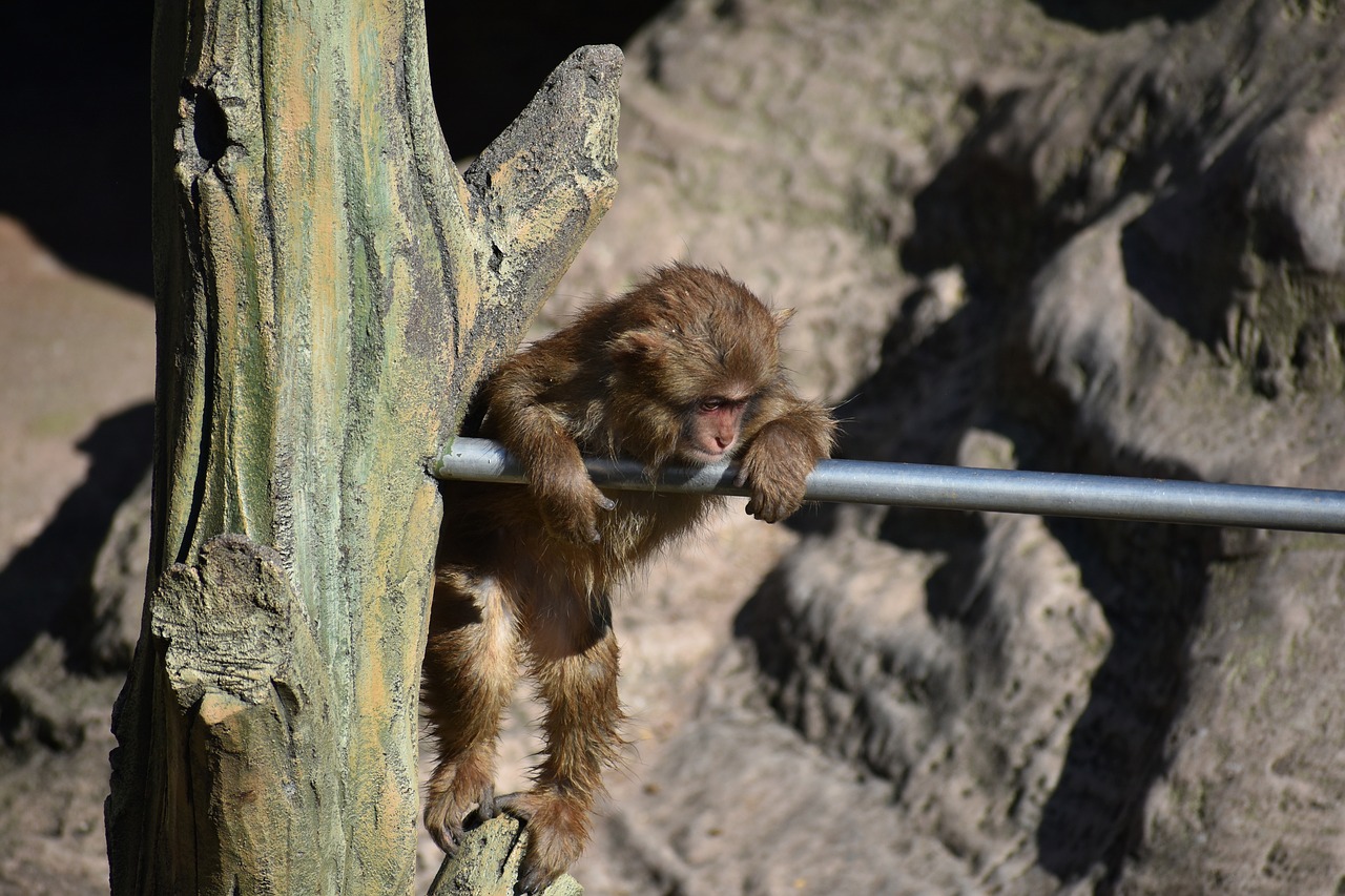 animal  monkey  baby japanese macaque eating leaves free photo