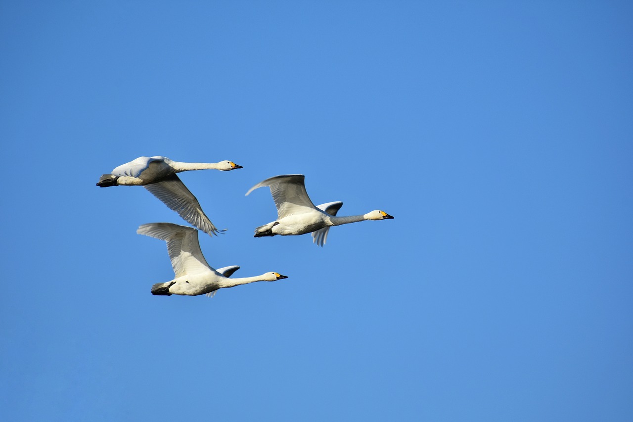 animal  sky  bird free photo