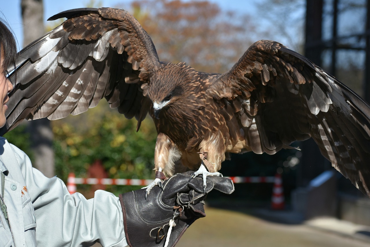 animal  bird  raptor free photo