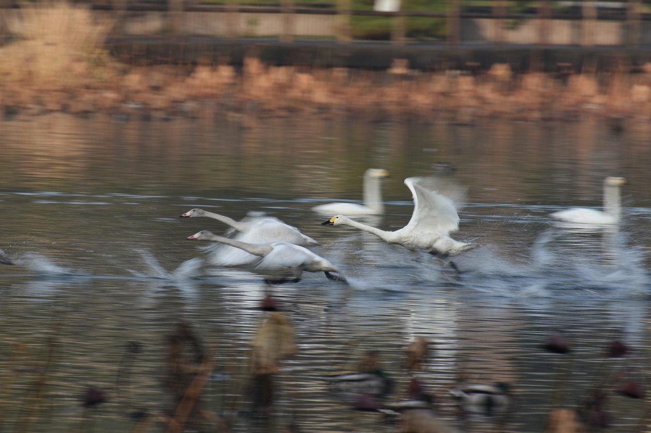 animal  lake  waterside free photo