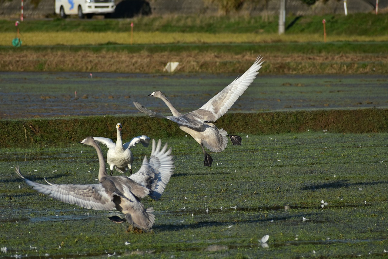 animal  the countryside  bird free photo