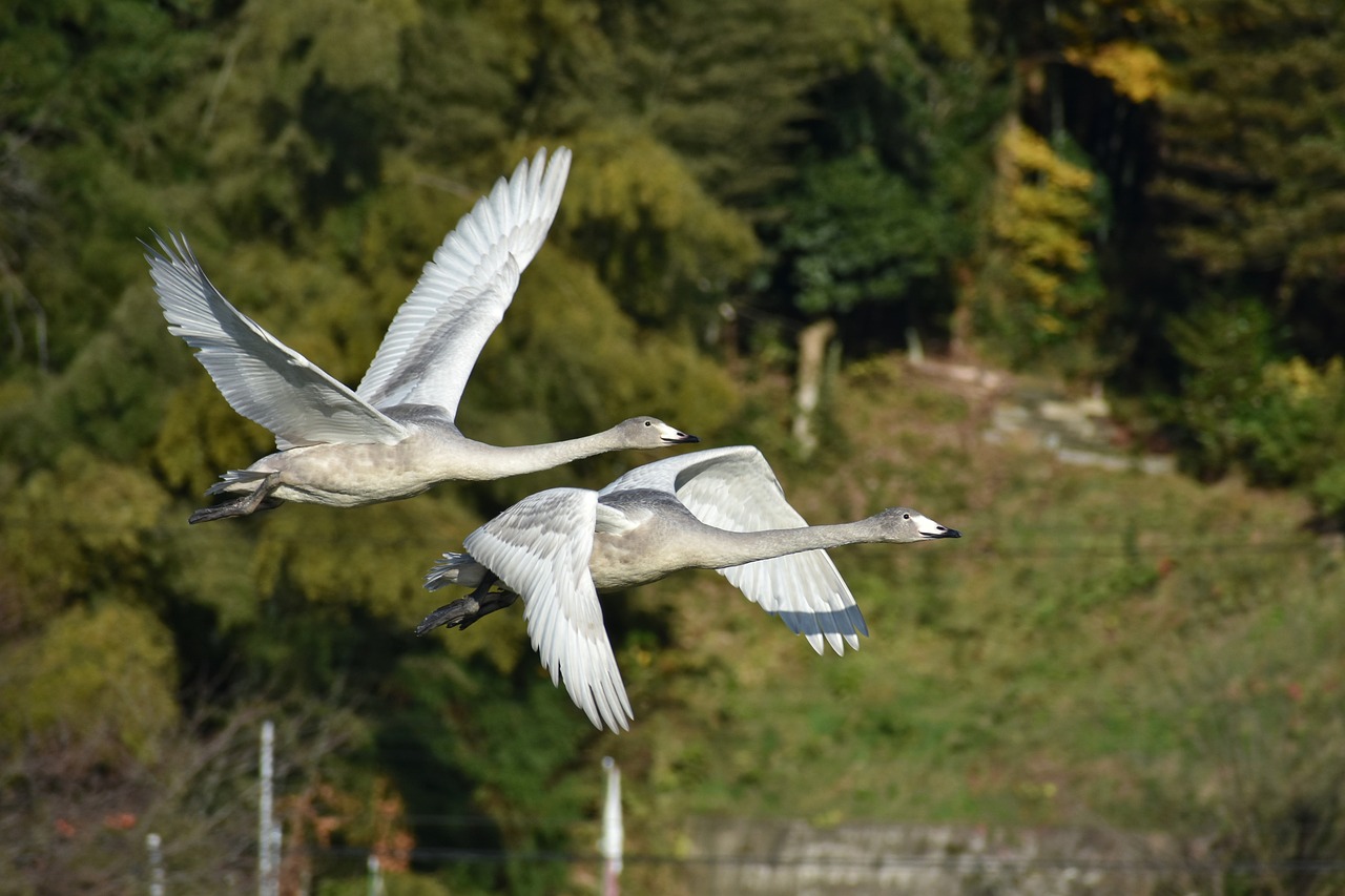 animal  forest  bird free photo