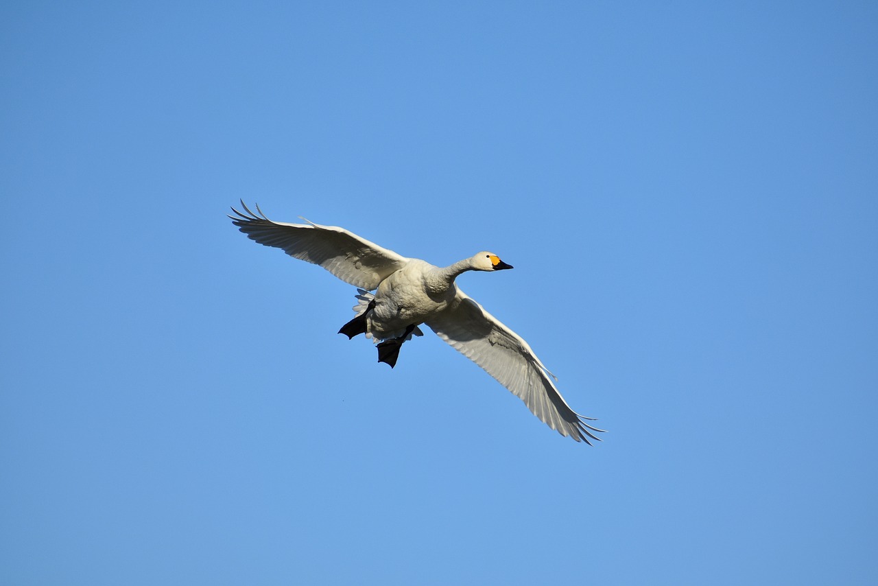 animal  sky  morning free photo