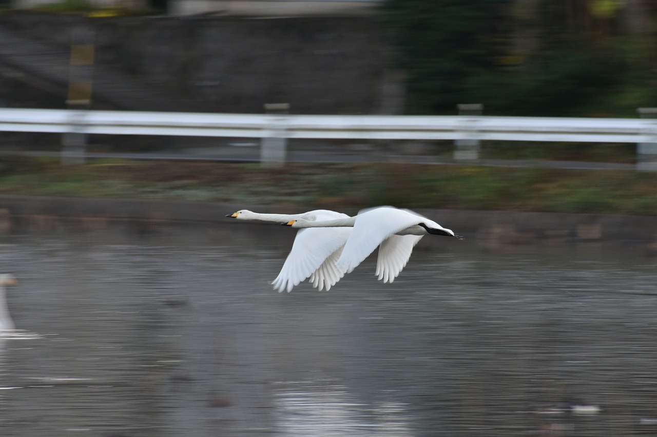 animal  lake  waterside free photo