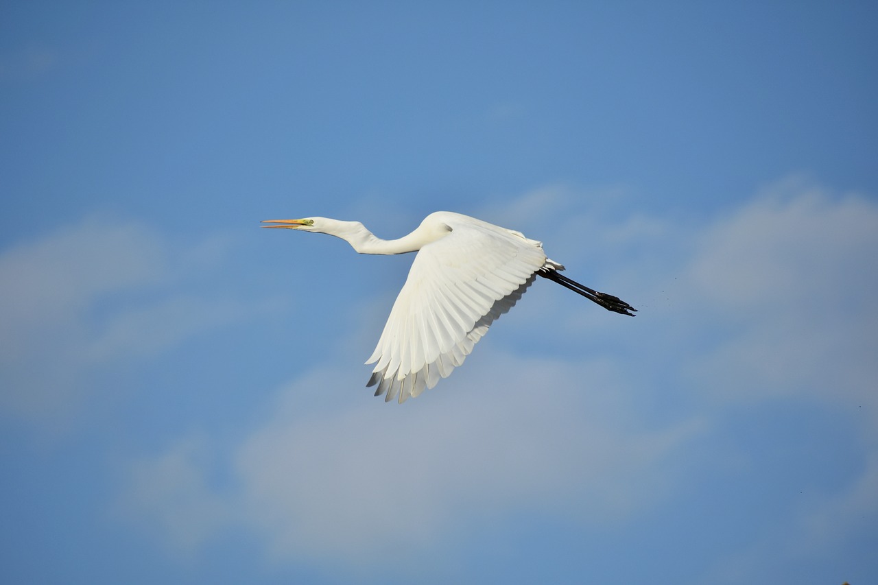 animal  sky  cloud free photo