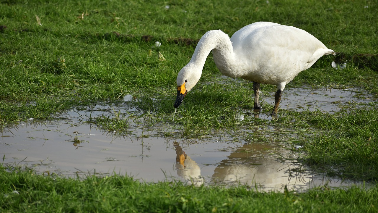 animal  paddy field  puddle free photo