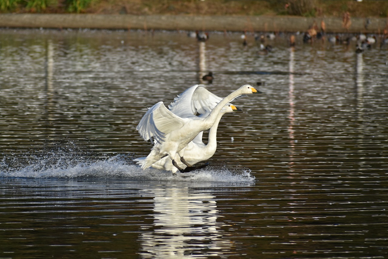 animal  lake  waterside free photo