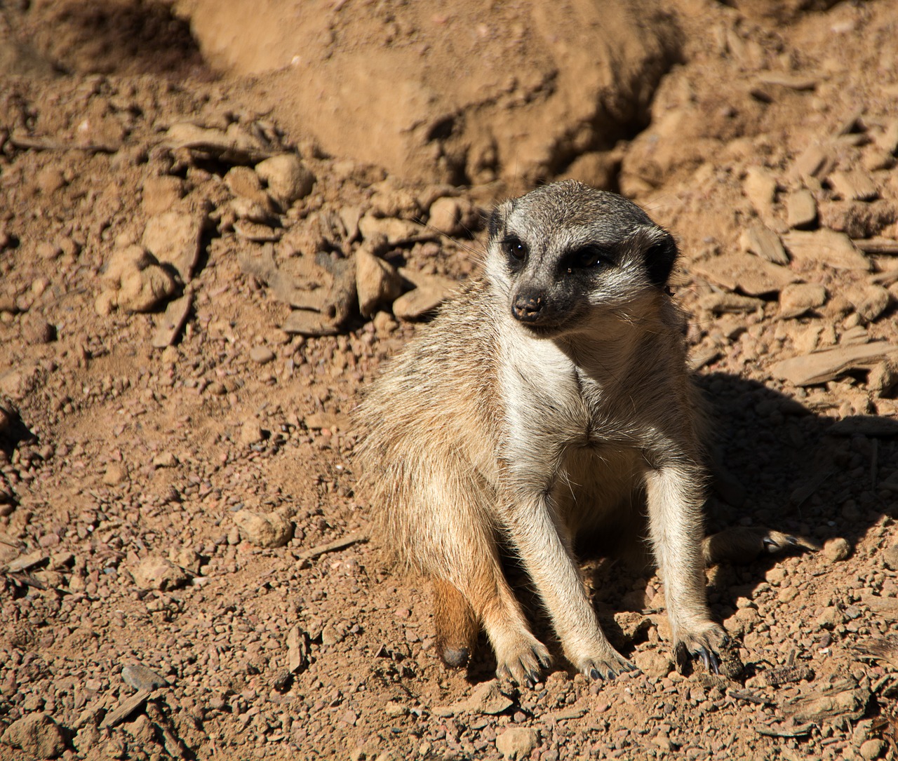 animal  zoo  wild animal free photo