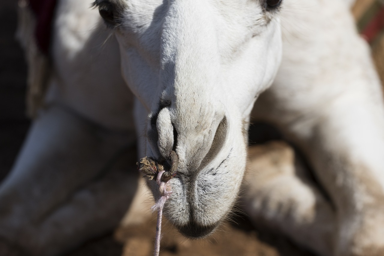 animal  camel  desert free photo