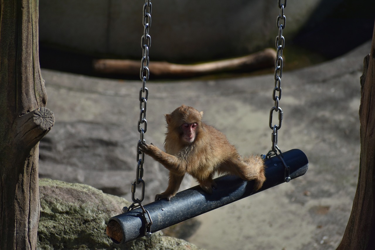 animal  zoo  monkey free photo