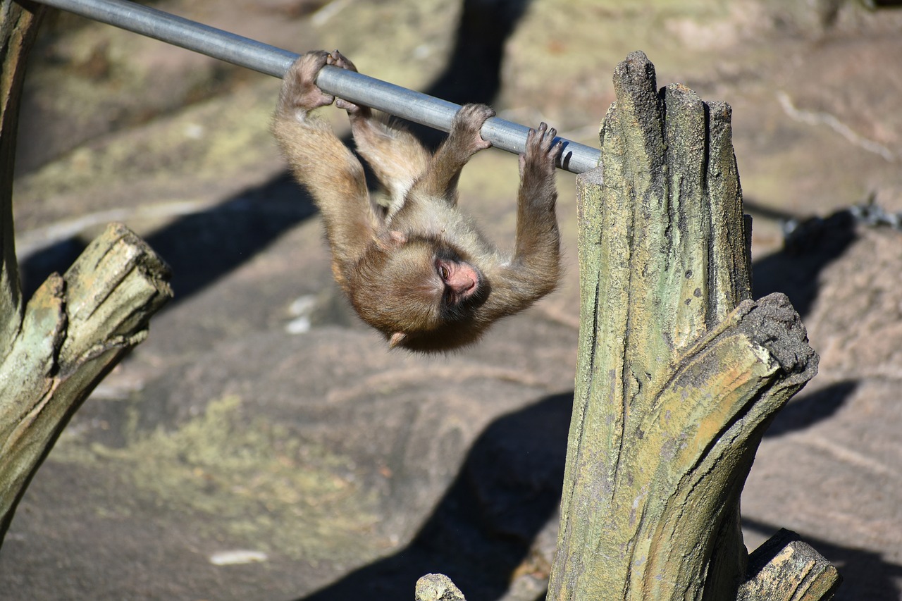 animal  zoo  monkey free photo