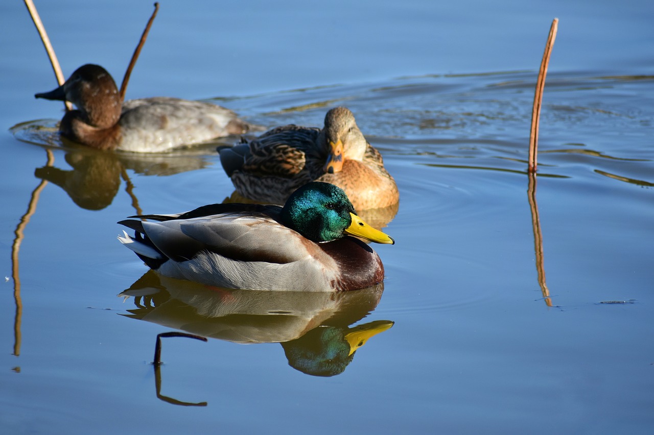 animal  lake  waterside free photo