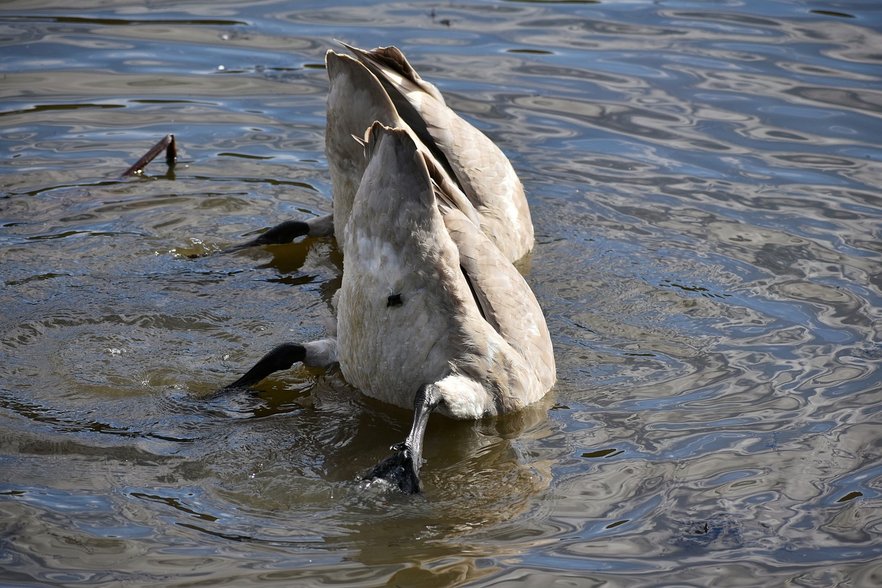 animal  lake  waterside free photo