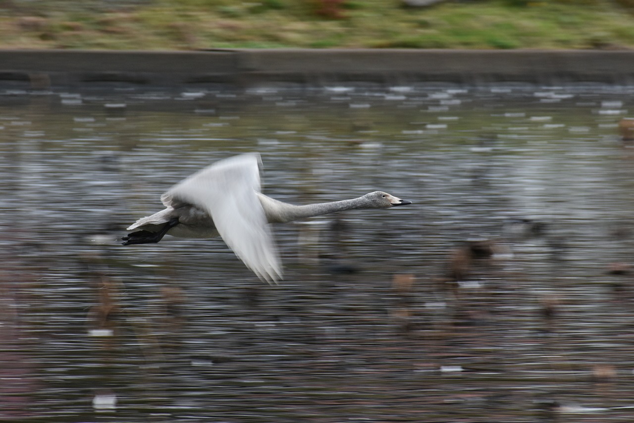 animal  lake  waterside free photo